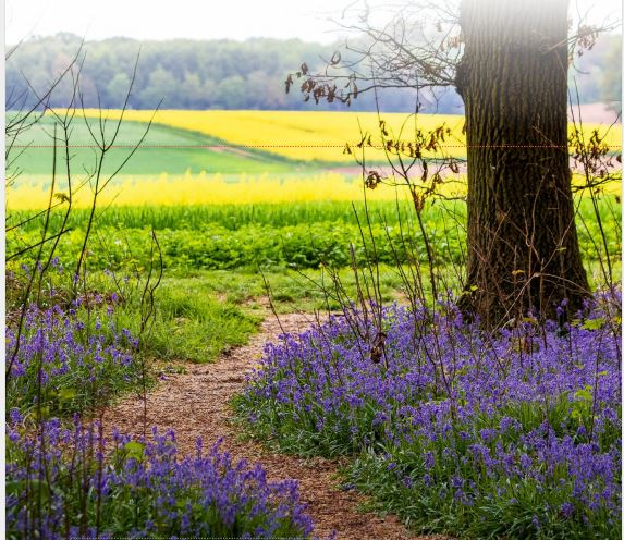 🎉It's International #PlantHealthDay 

👉Check out our website for all our latest on project calls, publications, news and events planthealthcentre.scot 

Follow us on LinkedIn bit.ly/3uu9CLX 

#PlantHealthWeek