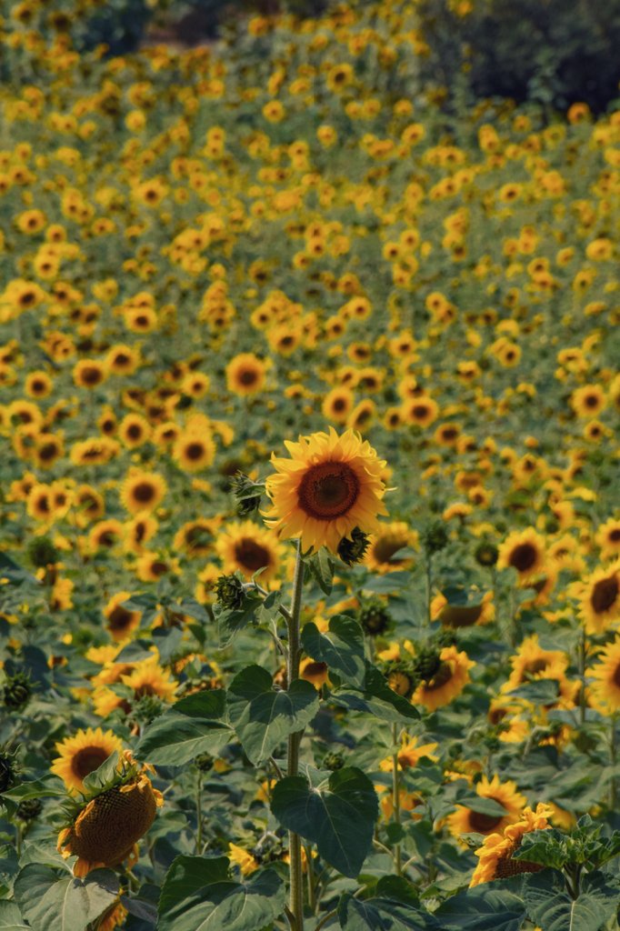 بزودی فصل آفتابگردون میشه