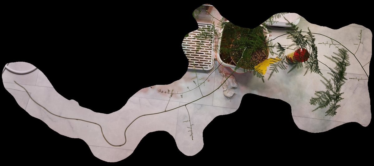 우리집 아스파라거스 약간 미친거같은데