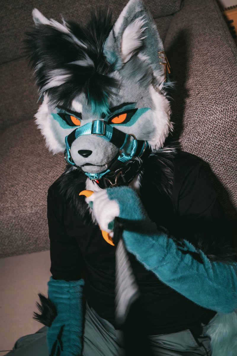 VinTheCoyote's tweet photo. I don't belong to anyone😡

#FursuitEverday #Fursuitphotographer https://t.co/4MOU1dfQFg