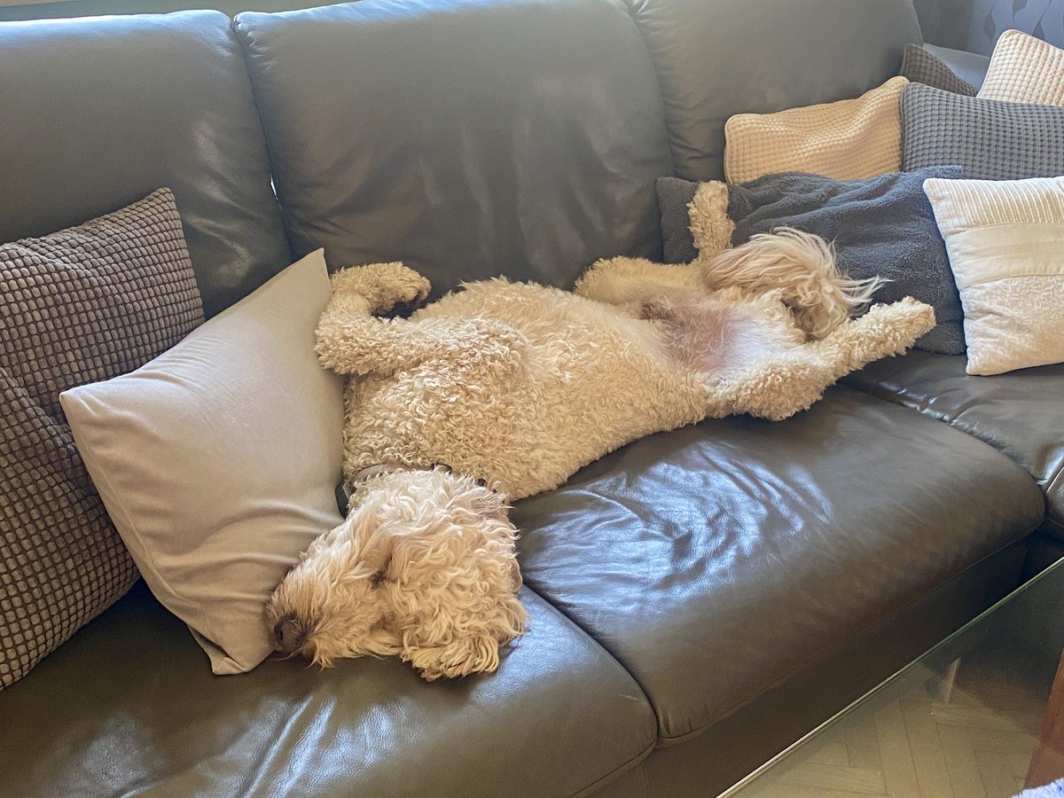 نفسي اسئل جاجو ويجاوبني كيف بيقدر يلوي نفسه بهيك طريقه ويضل نايم ومرتاح