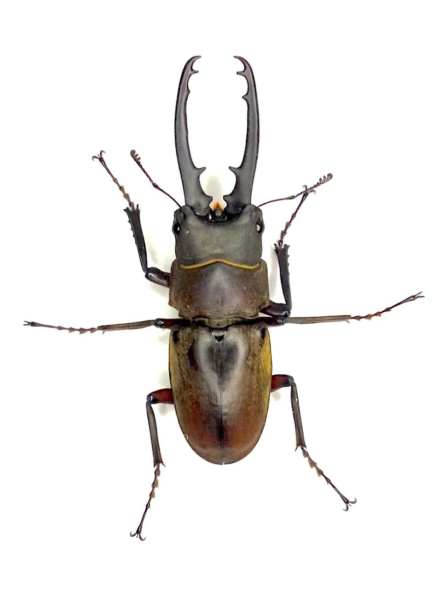 だいすけ tweet media