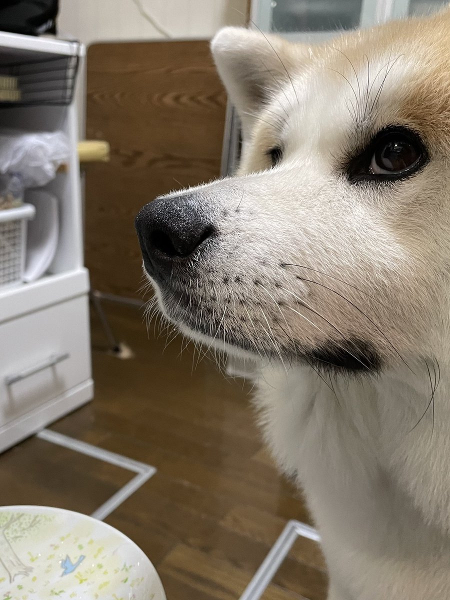 お肉🥩おかわりください❣️
もう4回目😆
#秋田犬