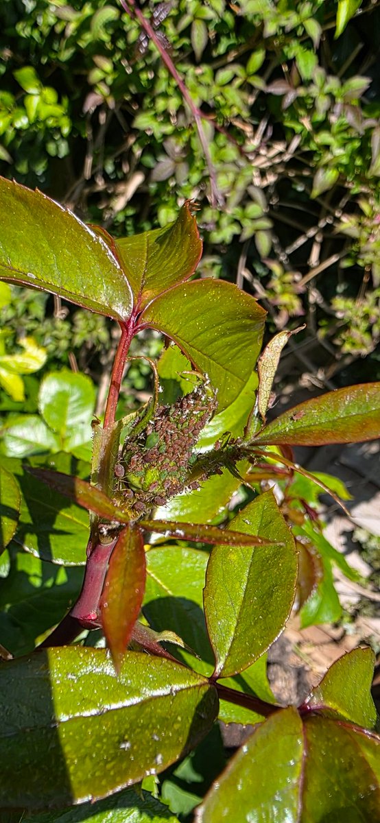 Greenfly particularly prolific this year I've noticed.