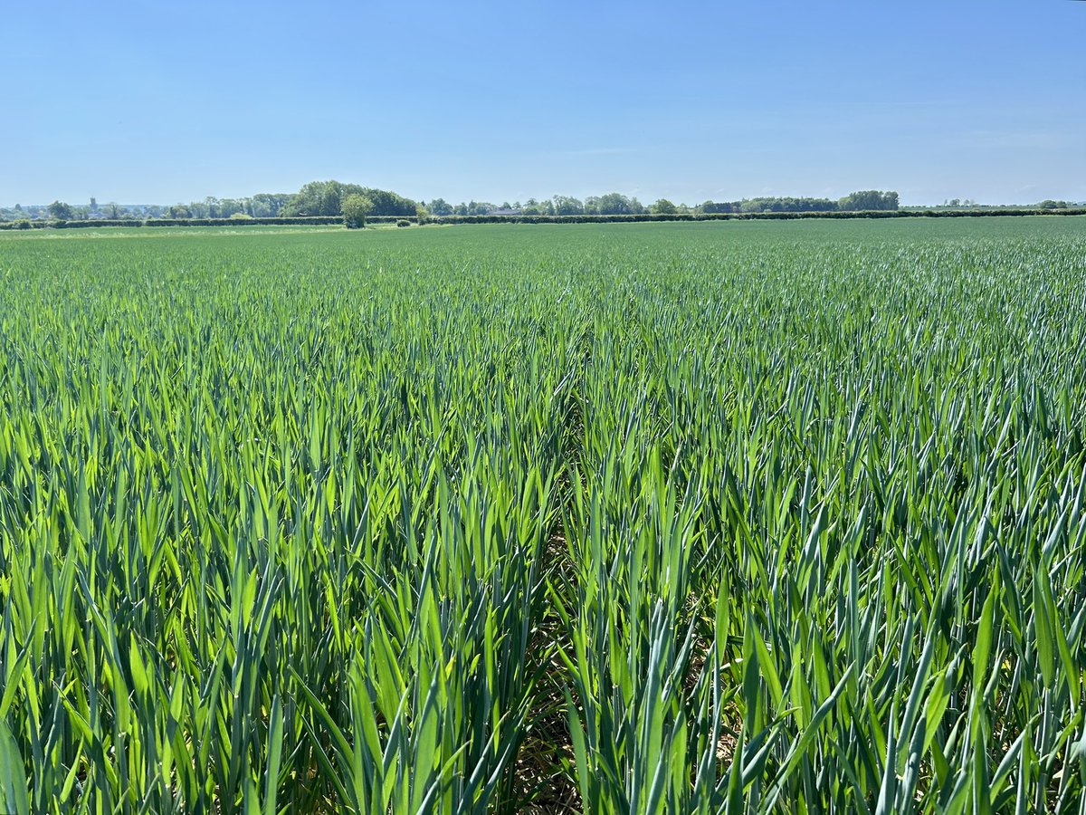 Ed Trotter (@ed_trotter1) on Twitter photo Drought stress starting to creep in, ears starting to split the boot 🥾 shame for some nice looking wheat crops with lots of potential on lighter land #drought <a href="/EdaphosAgronomy/">Edaphos Agronomy</a> Drought stress starting to creep in, ears starting to split the boot 🥾 shame for some nice looking wheat crops with lots of potential on lighter land #drought <a href="/EdaphosAgronomy/">Edaphos Agronomy</a>
