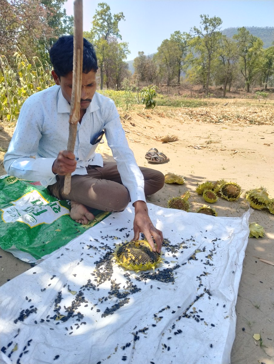 WOTRIndia's tweet image. 3/3
In one season, he harvested 25 quintals of seeds, processed into 835 litres of sunflower oil by a local SHG. 🌻💧

Selling oil, not seeds, earned him ₹1.2 lakh—3x his old income. He’s now growing vegetables too.

#WOTR4Development #WOTRat30