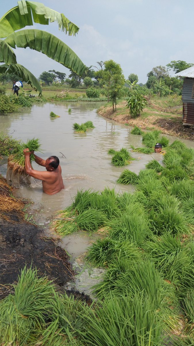 Koperasi Merah Putih hadir untuk memperkuat petani Indonesia!
Dari penyediaan sarana produksi hingga akses pasar yang adil, kami bangun kedaulatan pangan dari desa.
#KoperasiMerahPutih #PetaniBerdaulat #KedaulatanPangan #TPPBersamaMenteriDesa