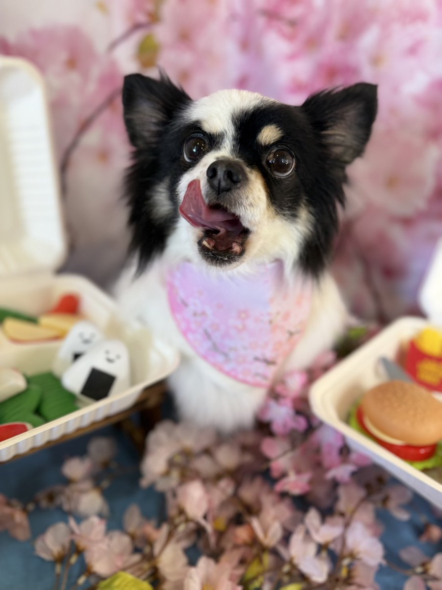 ３月４月のちぇるりず！

ちぇるはペロってしちゃう😋