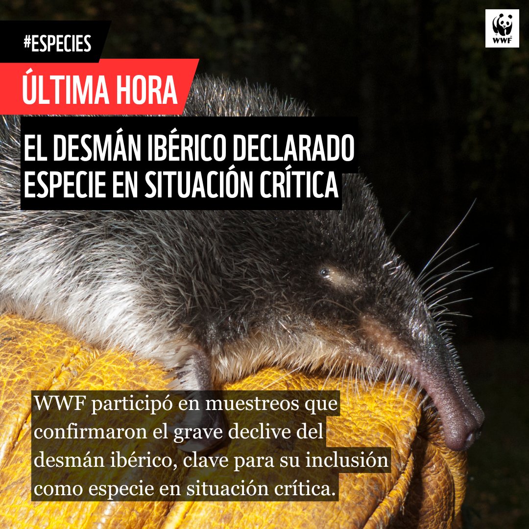 🆘 ULTIMA HORA | El <a href="/mitecogob/">Transición Ecológica y Reto Demográfico</a> declara en situación crítica al #desmán ibérico ante el riesgo inminente de extinción

Sus poblaciones han caído un 70 % en 30 años 📉

Celebramos que su recuperación y la de su hábitat se consideren de interés general y urgencia