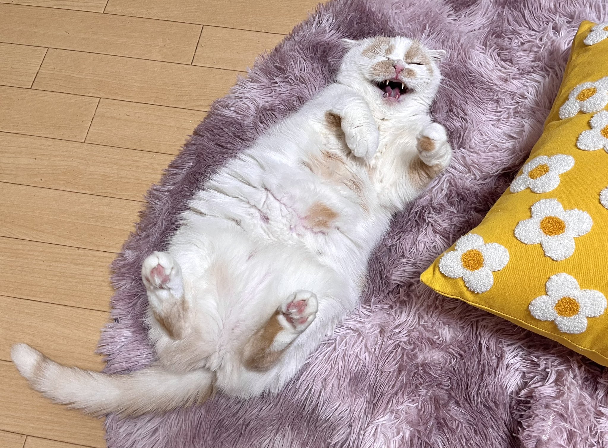 ちいねこ様　iriey lupilien2点おまとめ 寒いと甘えんぼう度合いが増してくる猫が愛おしすぎる - YouTube
