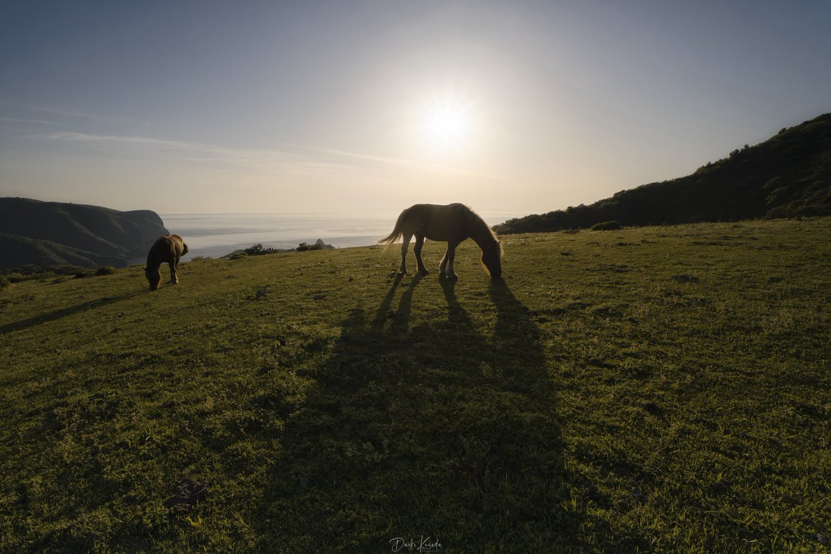 #逆光は素晴らしいのでこれを見た人も逆光を貼る