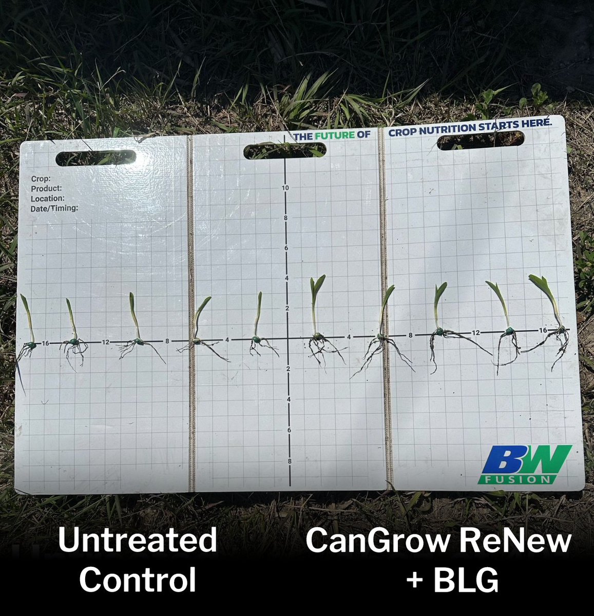 Another great example of the benefits of adding CanGrow ReNew and <a href="/BiolineCorp/">BioLiNE</a> BioLiNE Gold in-furrow! These two products work in tandem to maximize the plant’s growth and productivity. #bioline #firstclassfulvic #germination #infurrow #renew #biolinegold #farmprofitability