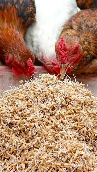 Emmanuel_Saf's tweet image. Sprouted rice, grown by soaking &amp;amp; sprouting quality grains for 3–5 days in a warm, moist setting, is a nutritious, affordable feed for egg-laying chickens. It boosts egg production, enhances digestion, strengthens immunity,&amp;amp; lowers costs, benefiting poultry farmers.
#PoultryFeed