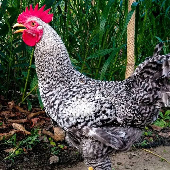 Emmanuel_Saf's tweet image. Sprouted rice, grown by soaking &amp;amp; sprouting quality grains for 3–5 days in a warm, moist setting, is a nutritious, affordable feed for egg-laying chickens. It boosts egg production, enhances digestion, strengthens immunity,&amp;amp; lowers costs, benefiting poultry farmers.
#PoultryFeed