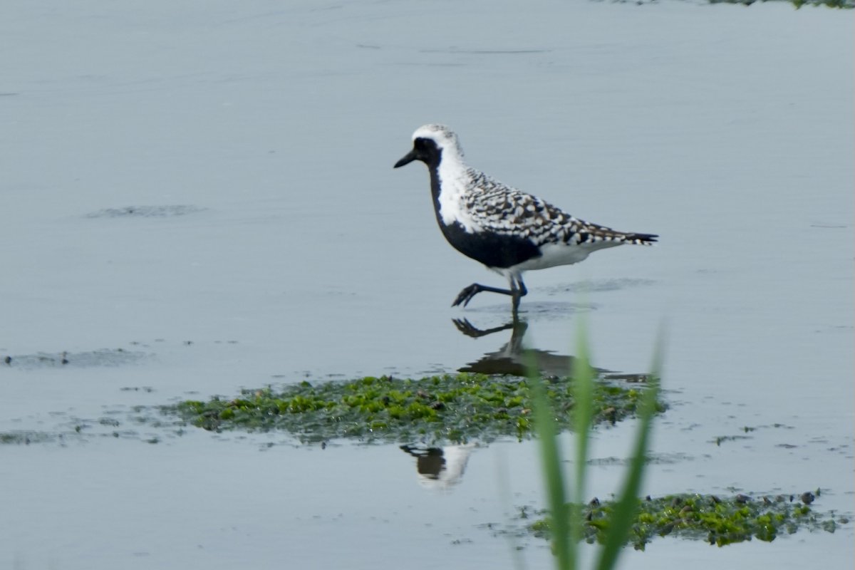 夏羽のダイゼンが美しい
シックな装い