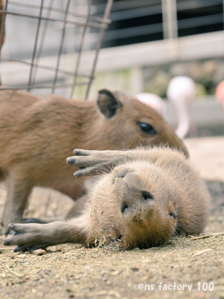 いたずらされても転がされても寝続ける、根性ある仔カピ

#伊豆アニマルキングダム

#カピバラ #Capybara
#中村製作所作品集