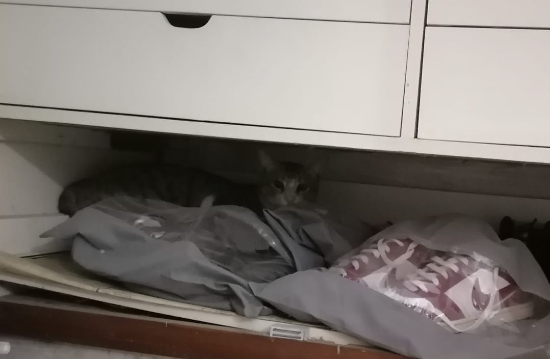 anonconformist_'s tweet photo. Dushman per nazar rakhay hauye 😻
#catthings https://t.co/cm3MeX4j37