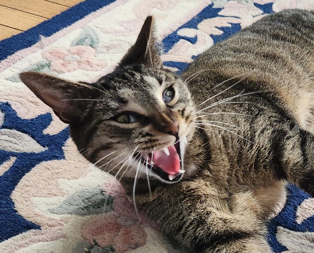 BethP9999's tweet photo. Good #MagnanimousMonday morning. She hissed at her brother for chasing her off the window sill. It's not like her. So, she was told, "A magnanimous person [feline] is generous of mind, has a courageous spirit, is forgiving." True. She got off on the wrong paw. Have a mellow day! https://t.co/6pD82w6Sci