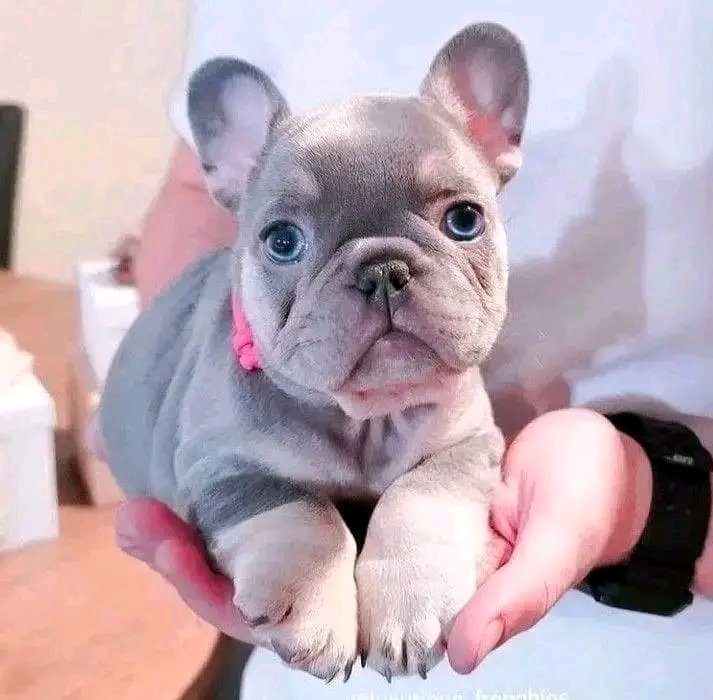say Hello  ❤🌹🐾