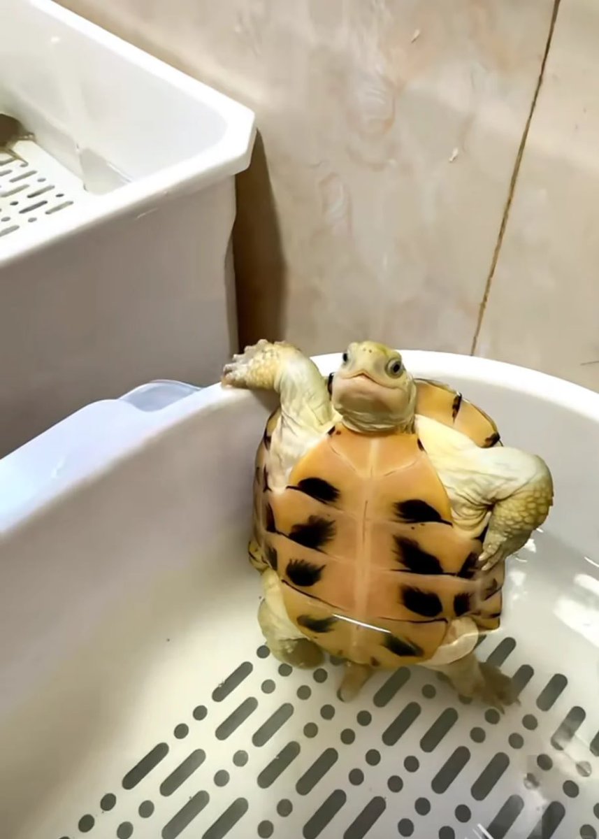 emacmv's tweet image. この亀さん、まるでリラックスのプロ⁉️🛀✨
お風呂タイムを満喫中の姿がなんともかわいい😍
日々の疲れはこうしてお湯につかって流しちゃおう!💆♂️🫧
#お風呂タイム #癒し #かわいい亀 #リラックスモード
