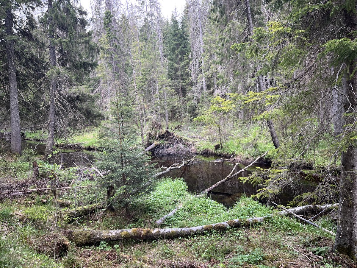 darrel_bryant's tweet image. Spent the weekend birding in the Norwegian 🇳🇴 forest @si_rix