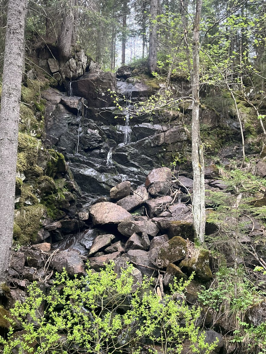 darrel_bryant's tweet image. Spent the weekend birding in the Norwegian 🇳🇴 forest @si_rix