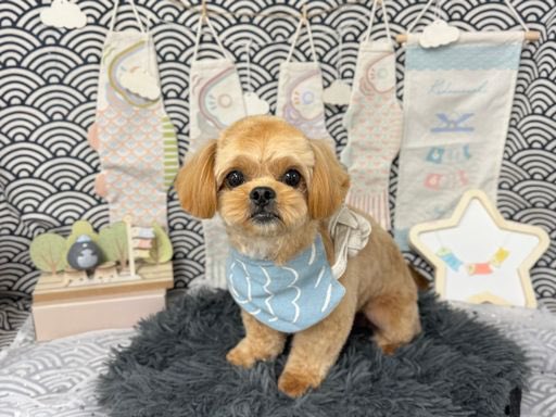 tak_SEDIC_ino's tweet image. 今回も可愛いくトリミング♫
女の子なのに鯉のぼり巻かれた笑
#bluedog#アニコム