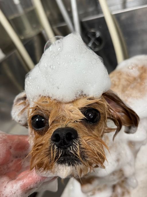 tak_SEDIC_ino's tweet image. 今回も可愛いくトリミング♫
女の子なのに鯉のぼり巻かれた笑
#bluedog#アニコム