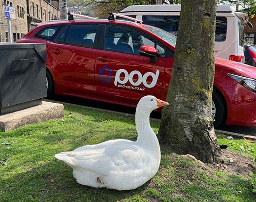 POD EXPANDS CAR SHARE SCHEME WITH REDUCED RATES - POD has nearly 50 users already and 4 hybrid vehicles with another arriving soon. Now they have cut their rates, and the geese are watching out for their cars. Read more on the HebWeb at hebdenbridge.co.uk