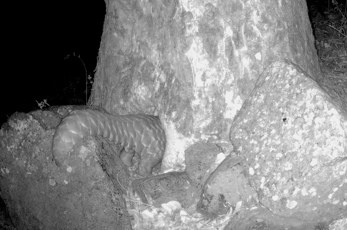 Years after her release, there she is: Pango12 picked up by one of our camera traps 📸 We returned Pango12 to the wild in 2022 after months of care. We were delighted to confirm she's continuing to thrive! These are the moments your donations make possible lilongwewildlife.org/pangolinappeal
