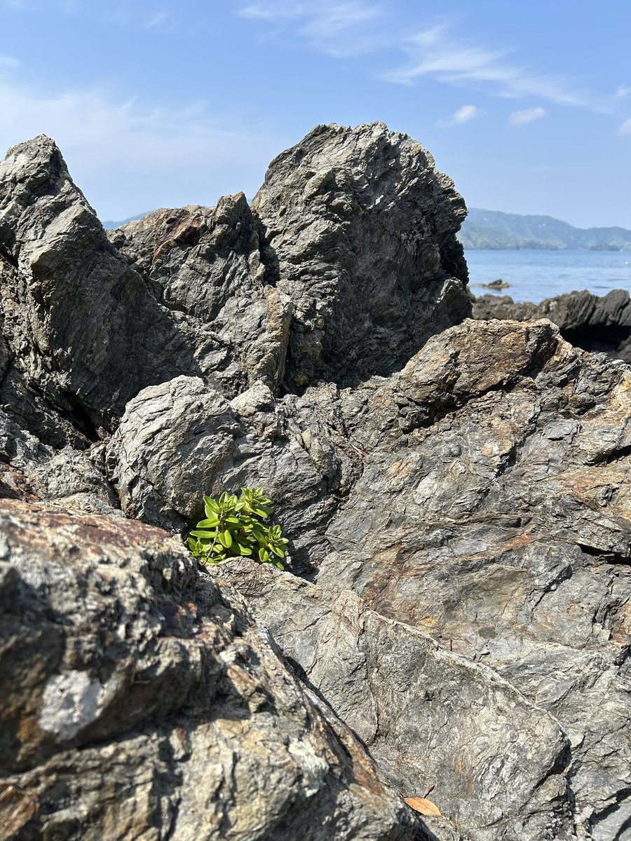 ハマボッス
近場では初めて見た、良い生え方をする。