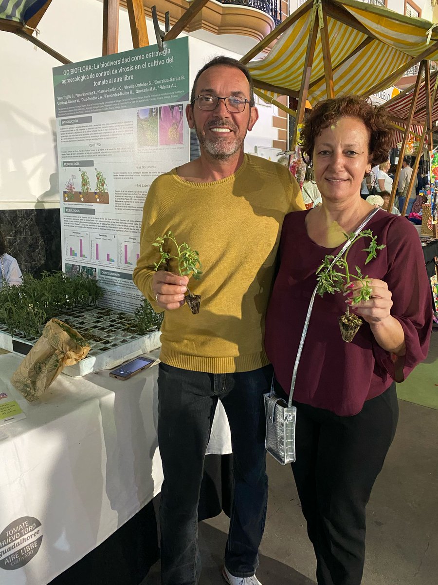 GO #MHE y GO #BIOFLORA en la fiesta en honor al patrón de los agricultores de <a href="/Alh_El_Grande/">AlhaurinElGrande</a> con exposición sobre la evolución experimental de los dos Grupos Operativos.   #FEADER <a href="/AndaluciaJunta/">Junta de Andalucía</a> <a href="/UE_ANDALUCIA/">FondosUE_Andalucía</a> <a href="/tomatehuevotoro/">Tomate Huevo Toro</a> <a href="/IHSM_CSIC_UMA/">IHSM La Mayora</a> <a href="/InfoUMA/">Universidad de Málaga</a> #SemillerosLosLlanos