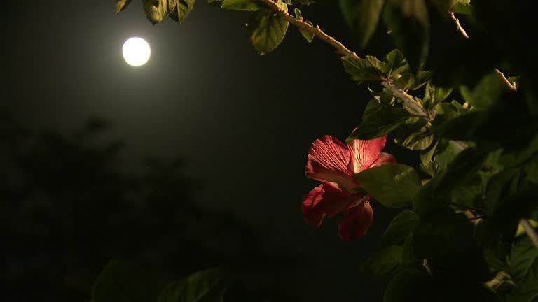 القمر المكتمل لشهر مايو يُسمى قمر الزهرة
(Flower Moon)، لأنه يتزامن مع موسم تفتح الزهور في نصف الكرة الشمالي.