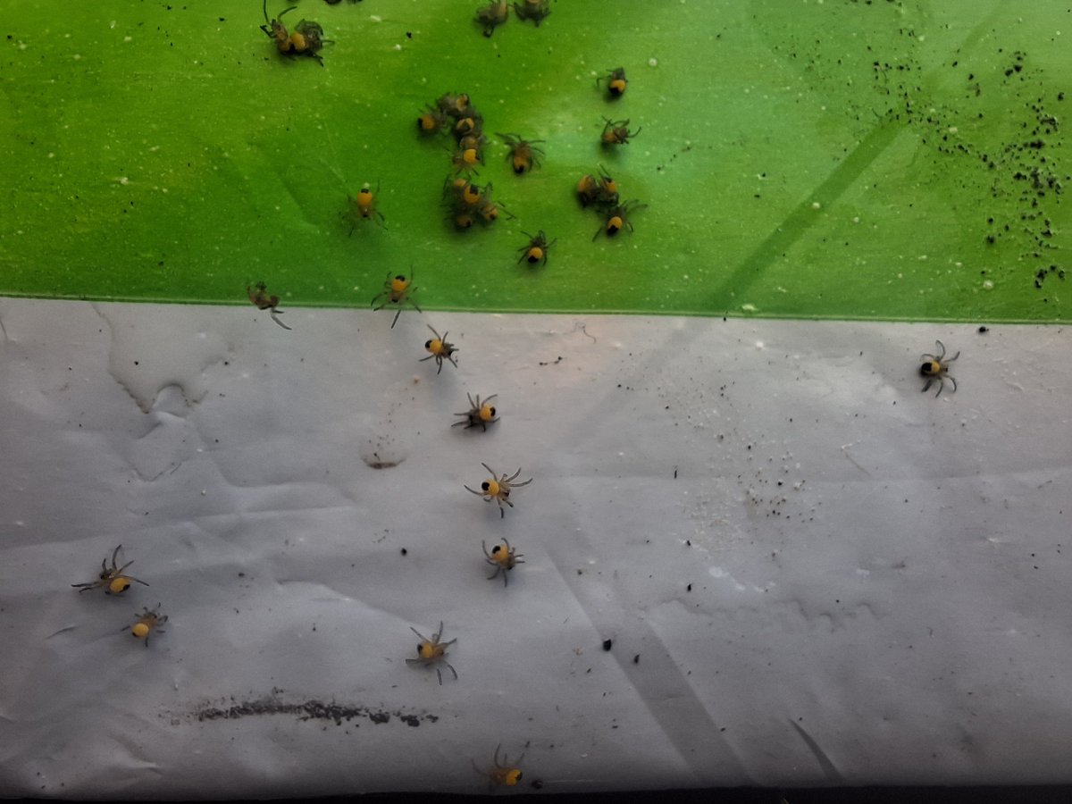codeandcards's tweet image. A new low from Evri - package arrived covered in baby spiders!