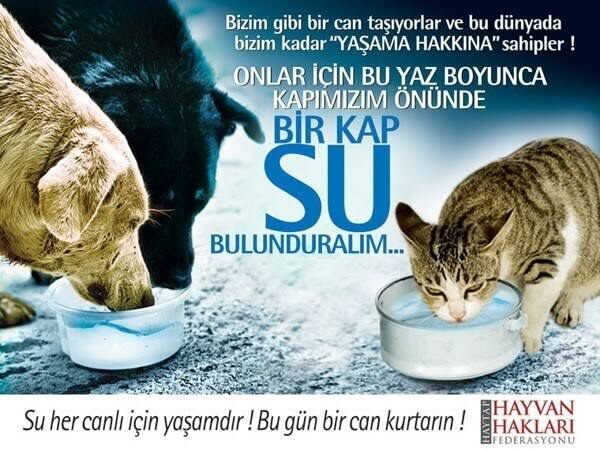 Hadi bu sese ortak olalım 😿🐶

#SokakHayvanlarıSahipsizDeğil 
#SES
