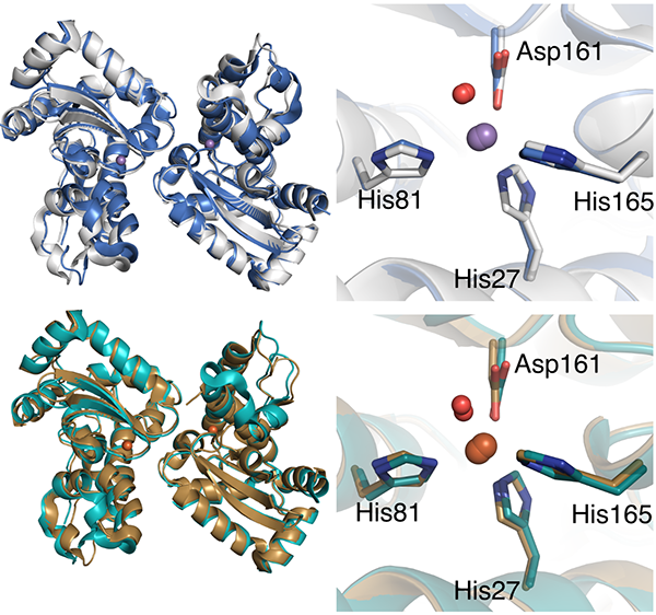 Finally, we're recruiting!
If you'd like to do a PhD using NMR structures to study the dynamics of a metalloenzyme, then you're in luck! Come to Warsaw for this project, in collaboration with Simone Ciofi-Baffoni's group at CERM, Florence: ibb.edu.pl/app/uploads/20…