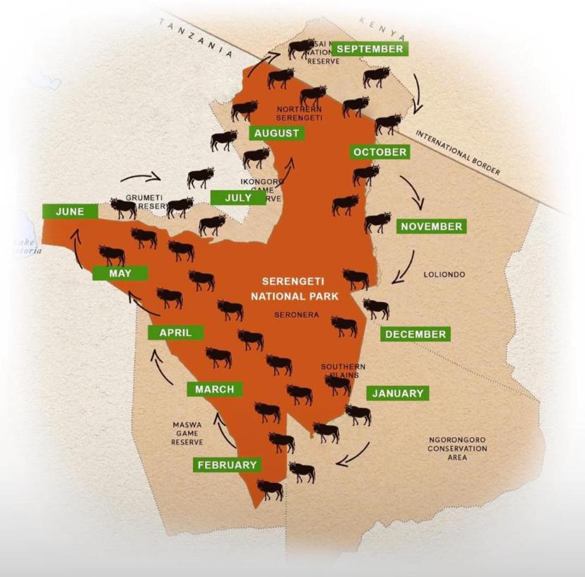 With ever ending migration of Wildebeest and Zebra. Serengeti remain one of the world iconic ecosystem with vast plain.
