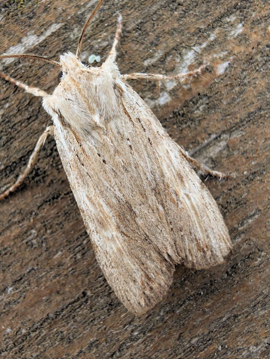 mvj55's tweet photo. 3 Pale tussock last night as well as Herald, pale pinion, sharp angled peacock etc. Gwent levels https://t.co/pAdE6nFESm