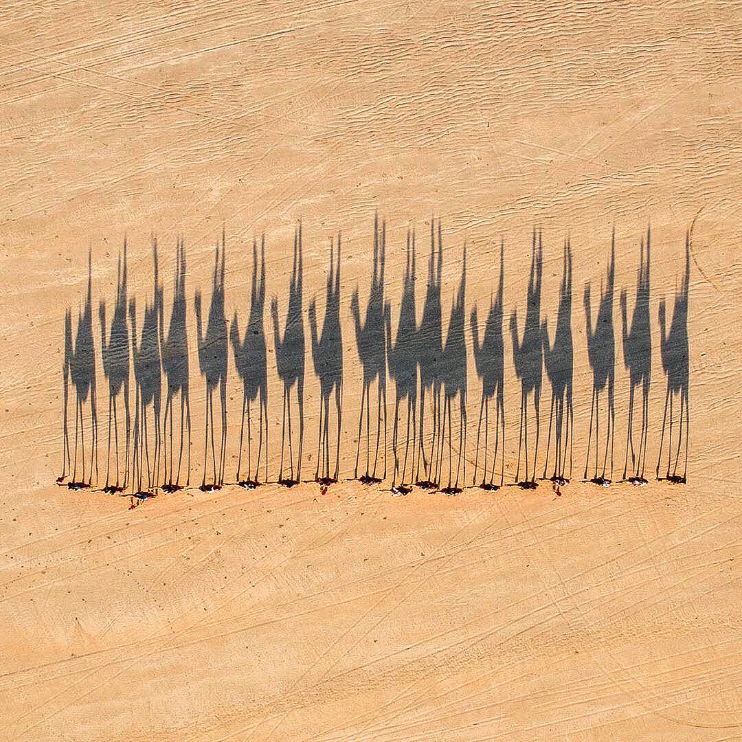 A caravan of camels is herded across the Australian Outback, casting shadows on the barren terrain. Read more here: instagram.com/p/DJj4PS_JjFC/…