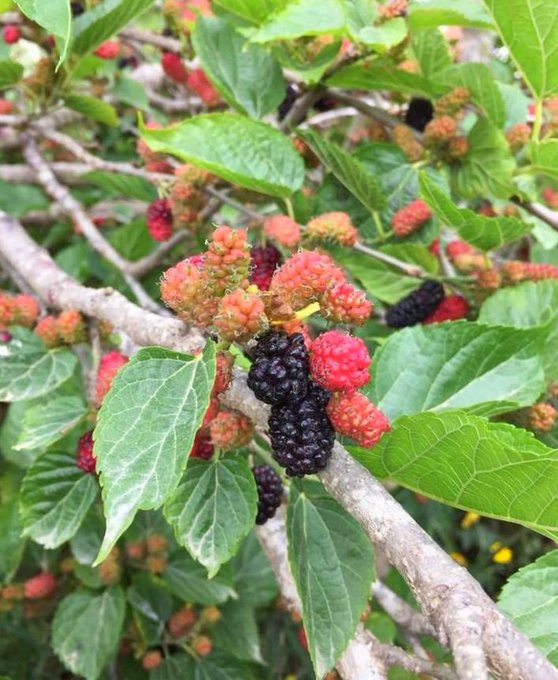 مربى التوت هو تاج راس كل المربيات😋😋
#حلو_طبيعي😍
          قبل                                                                      بعد