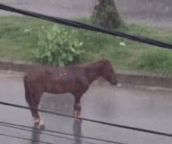 horse standing alone in rain sad lonely depressing all hope lost