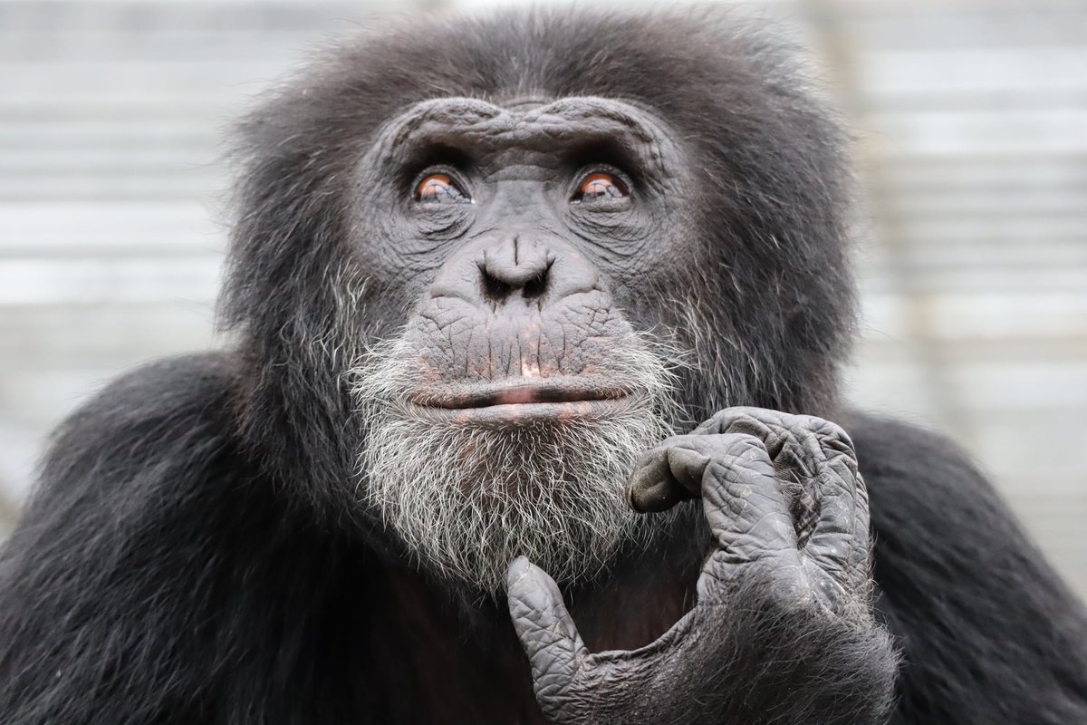 Chimpanzee Mighty Fine has now joined a larger group of five chimpanzees.  No male disputes.