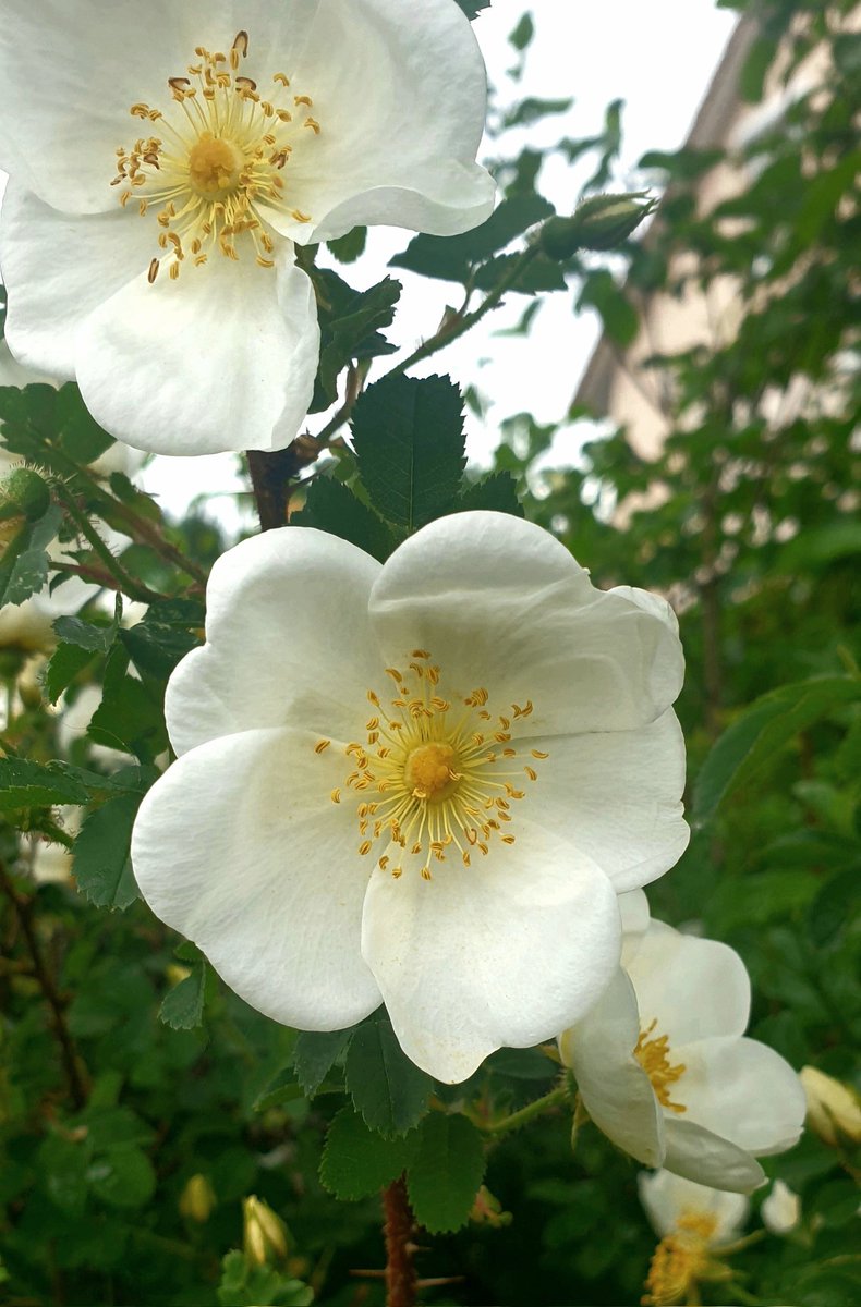 Tina69911364's tweet image. There comes an hour when, for each of us, an inconsolable realisation enters our soul, tearing it apart. It is in the light of that hour, that we should all talk to each other, love each other and laugh together as much as possible. *
Christian Bobin, 𝘙𝘦𝘴𝘴𝘶𝘴𝘤𝘪𝘵𝘦𝘳
♡