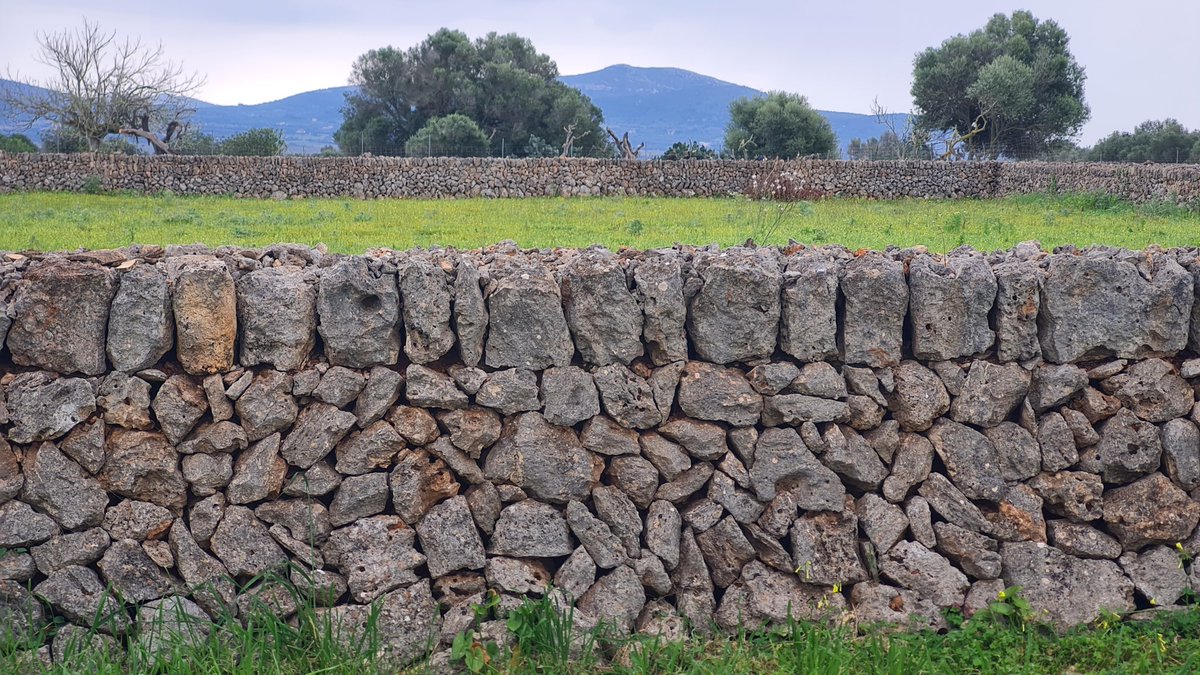 AntoniFerran's tweet image. Més polinitzadors més vida? #Prats #florits #Producció #Ecològica #biodiversitat #pedra  #seca En parlarem aquest dimecres, 14 de maig, a @ArrandeMar a les 17.00h de la ma de @MarinaPrezGot amb @JoanRamonTwitt i @AntoniFerran