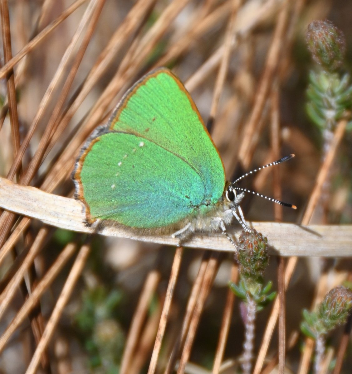 Spurtle284's tweet image. Coire Hallater and hills. 2-night camp 3rd-5th May 2025 
kinleyhazel.wordpress.com/2025/05/05/coi…