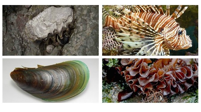 Marine invasive non-native species are a particular concern for the UKOTs. We recently held a Marine Biosecurity Roundtable event to bring together the UKOTs with scientists &amp; technical experts #INNSweek 

📢Read the report: tinyurl.com/52fxtr54