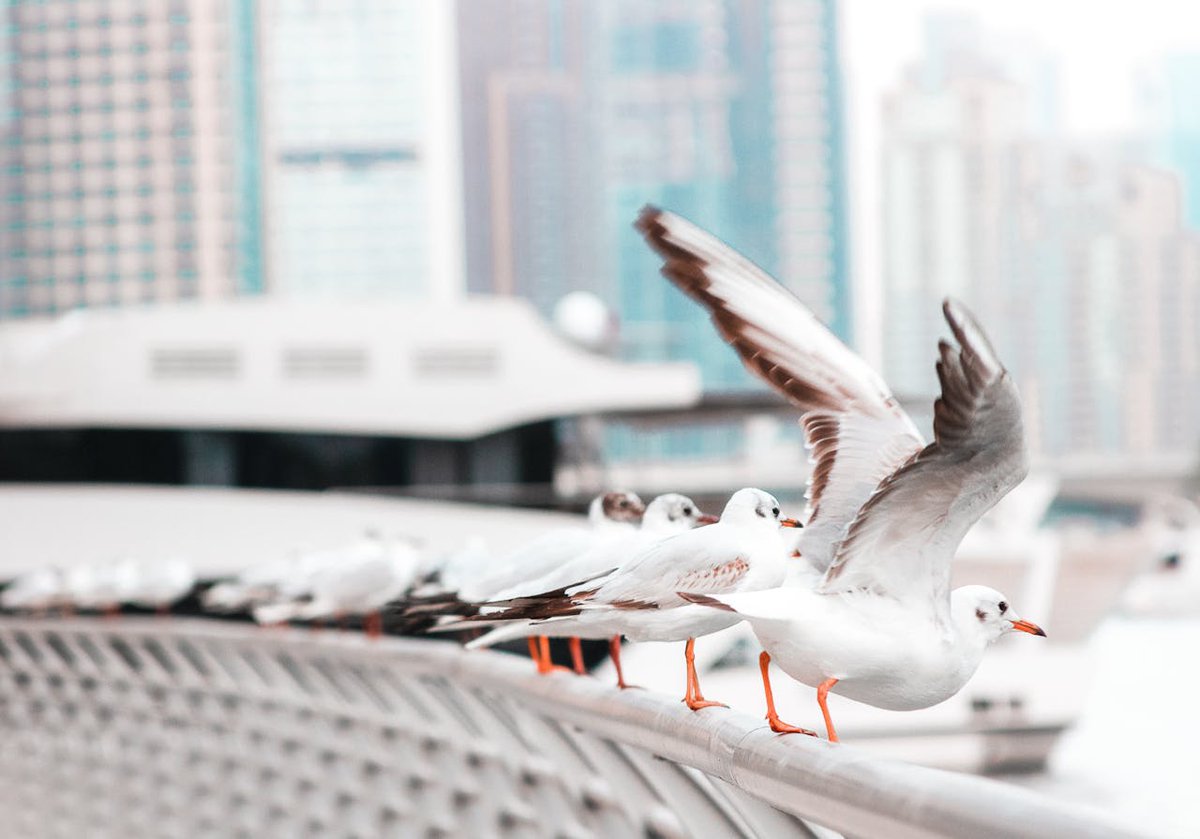 MeridianBird's tweet image. 🧐 Do you know why birds flock near commercial facilities? Don’t ignore these four signs you might have a flocking bird issue. 👉 bit.ly/BirdFlockBehav…
#BirdControl #FlockingBehavior #FacilityRisk #CommercialBuildings