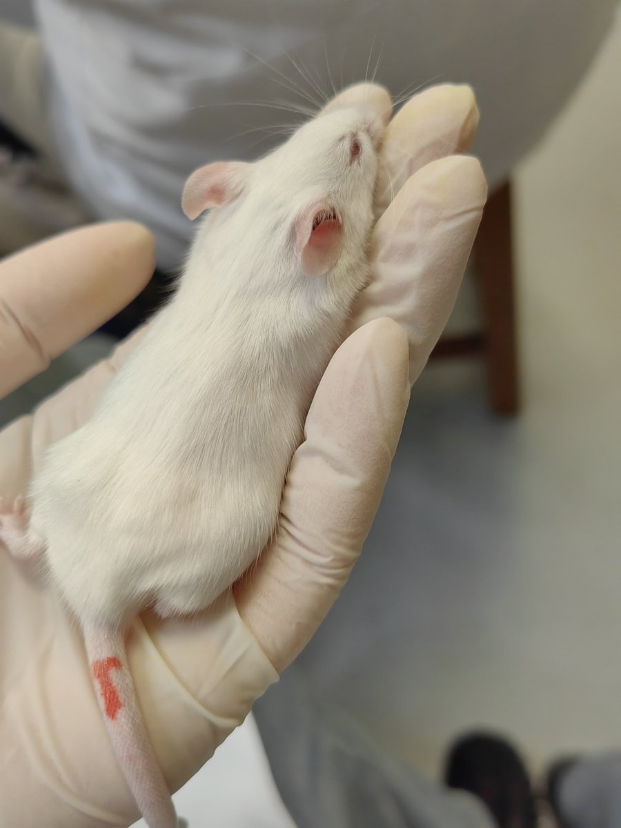 Glezier_'s tweet image. lab rats (would you guys like to see more? )