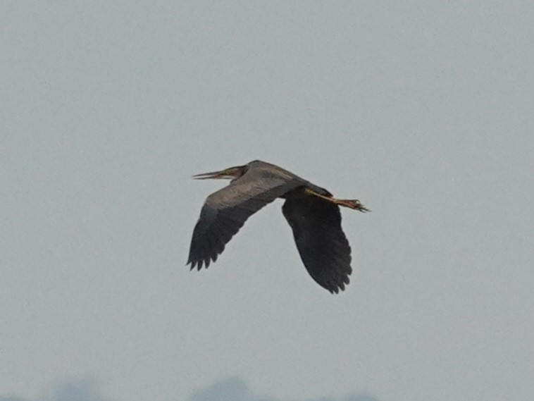 Purple Heron over Meare Heath on Shapwick 1130 today (Mon.).