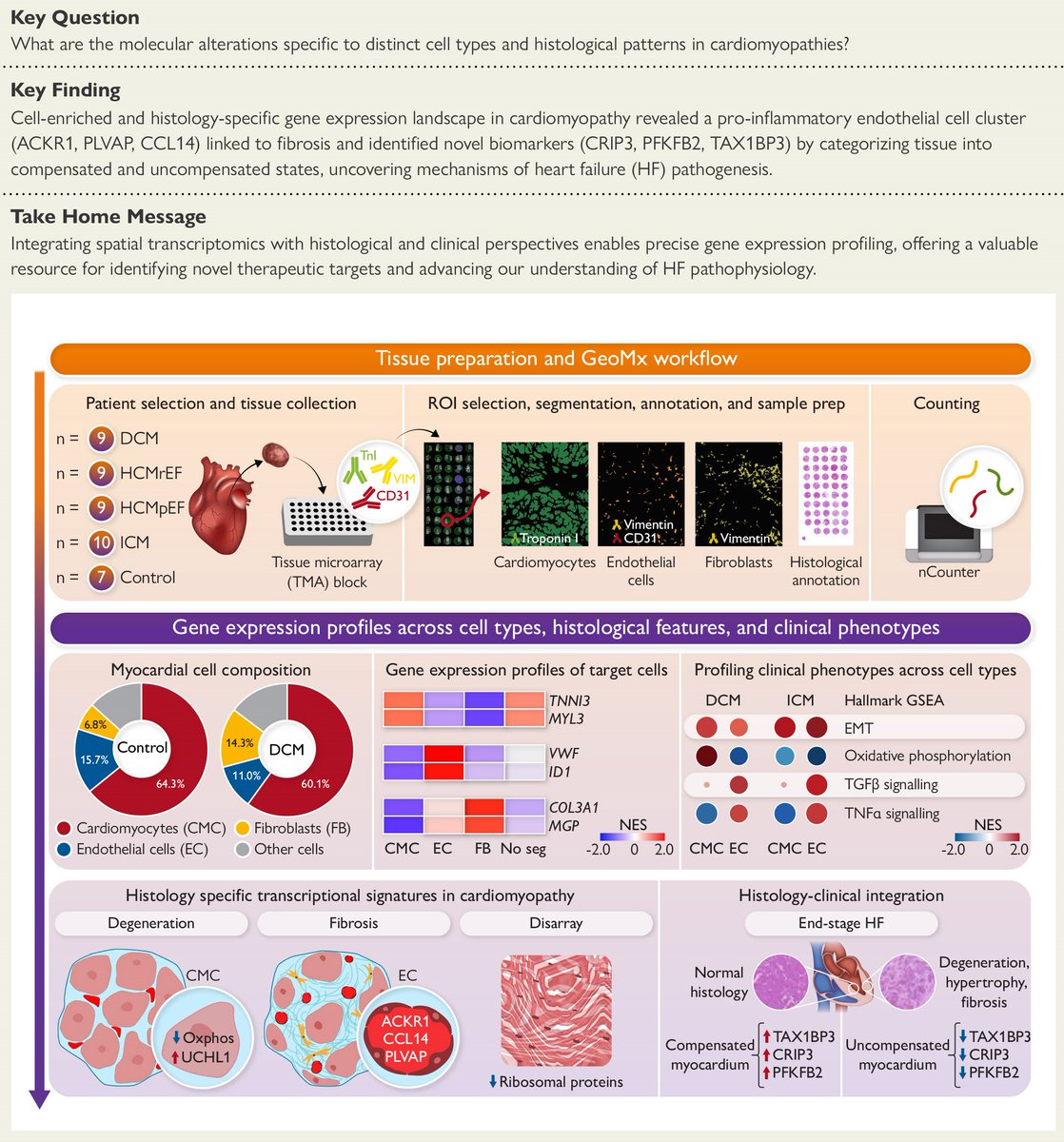EHJ Editor-in-Chief (@ehj_ed) on Twitter photo Unlocking the pathophysiological landscape of failing hearts: the importance of cell-enriched and histology-specific transcriptome mapping
academic.oup.com/eurheartj/adva…
#heart #failure #transcriptome #EHJ #Cardiotwitter @ESC_journals <a href="/escardio/">European Society of Cardiology</a> Unlocking the pathophysiological landscape of failing hearts: the importance of cell-enriched and histology-specific transcriptome mapping
academic.oup.com/eurheartj/adva…
#heart #failure #transcriptome #EHJ #Cardiotwitter @ESC_journals <a href="/escardio/">European Society of Cardiology</a>